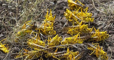 Video: Đại dịch châu chấu tại Châu Phi đáng sợ như thế nào?