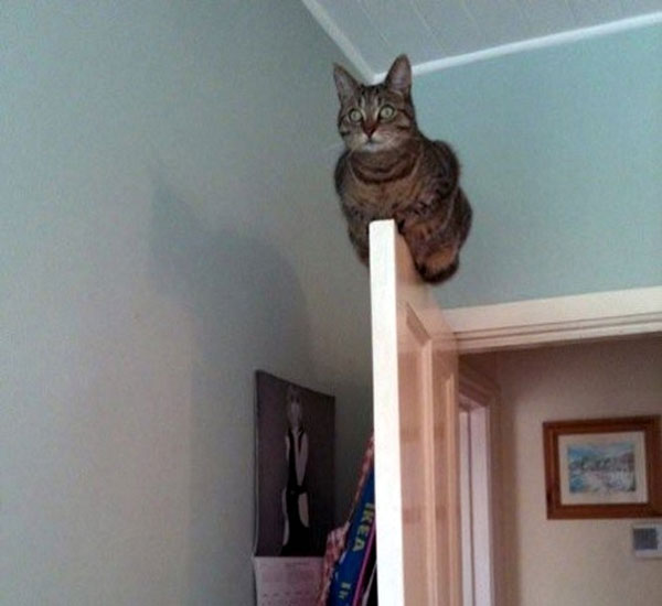 Một bằng chứng khẳng định khả năng giữ thăng bằng đỉnh cao của loài mèo