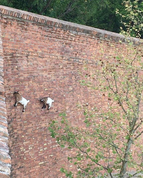 Dê núi trèo tường