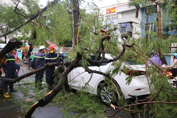 Mưa to có thể khiến cây đổ vào ô tô gây nguy hiểm cho người lái xe