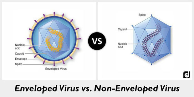 Virus có vỏ bọc (bên trái) bị bất hoạt bằng cồn, trong khi virus không có vỏ bọc (bên phải) kháng được sự ảnh hưởng của nó.