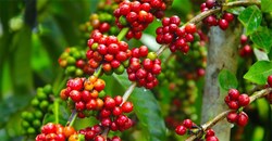 Giá cà phê hôm nay 01/12/2025