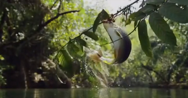 Cá piraputanga ở rừng Amazon