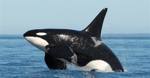 Video: Cá voi sát thủ đại chiến cá voi xám, kẻ nào mới là vua biển cả?