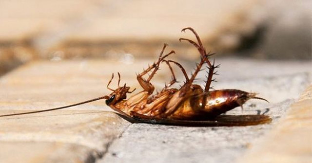 Gián chết ngửa bụng lên trời