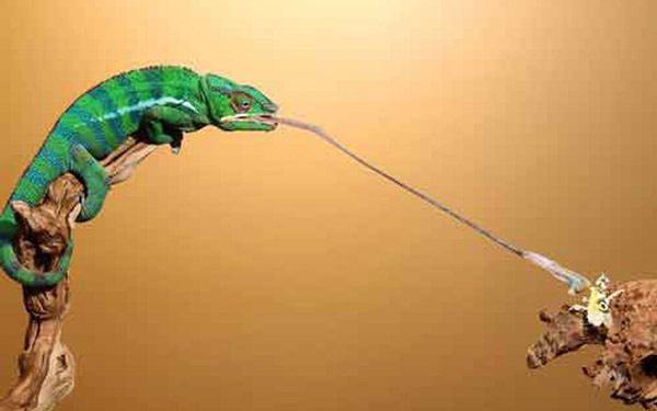 Lưỡi của tắc kè dài gấp đôi chiều dài cơ thể chúng