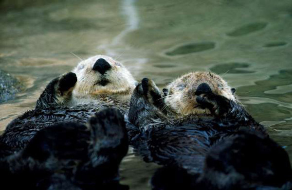 Loài rái cá thường ngủ nổi trên mặt nước và nắm tay nhau để tránh bị trôi khỏi bầy