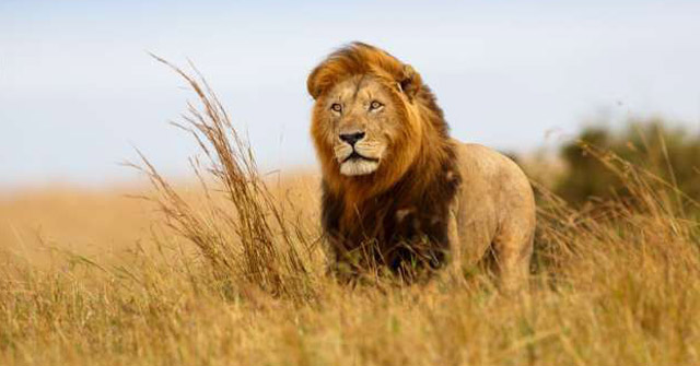 Mặc dù sư tử được tìm thấy chủ yếu ở đồng bằng và các thảo nguyên nhưng chúng vẫn được gọi là "vua của rừng rậm"