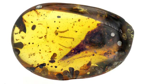 Viên hổ phách chứa mẫu hóa thạch