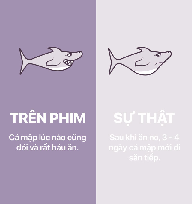 Nhiều nhà làm phim nợ cá mập một lời xin lỗi