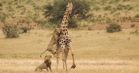 Video: 5 con sư tử trẻ phối hợp quật ngã hươu cao cổ