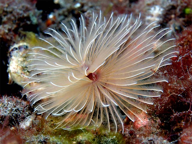 Giun biển Bispira