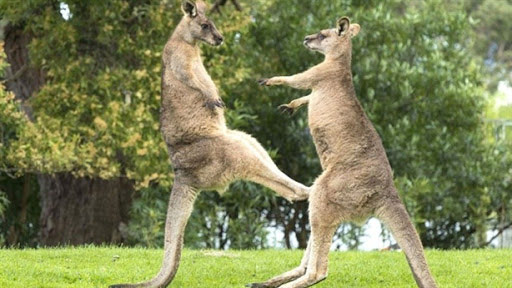 Kangaroo đánh nhau