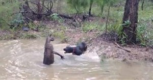 Video: Bị truy sát, Kangaroo bất ngờ tung đòn hiểm dìm chó săn xuống nước