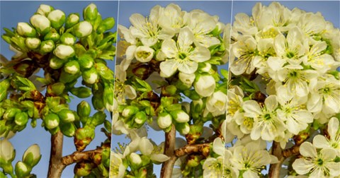 Mời chiêm ngưỡng các loài hoa đua nở qua video timelapse được tạo từ hơn 39.000 bức ảnh