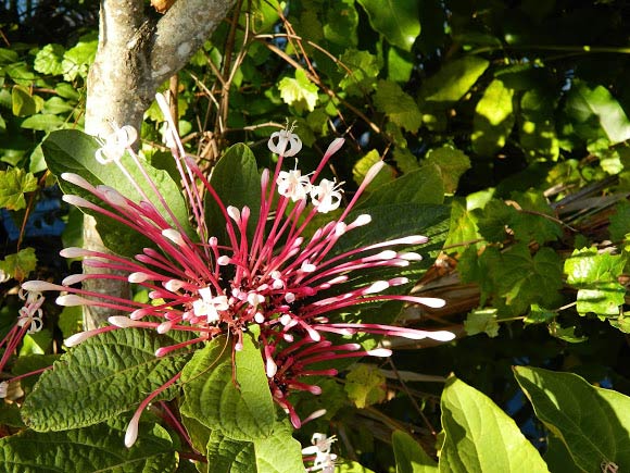 Starburst bush là hoa gì