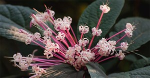 Starburst bush là hoa gì?