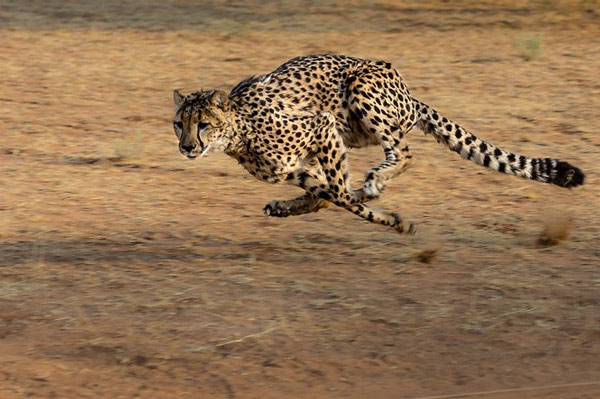 Báo cheetah
