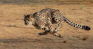 10 loài động vật chạy nhanh nhất Trái đất