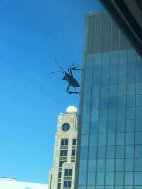 Động vật đột biến với kích thước khổng lồ