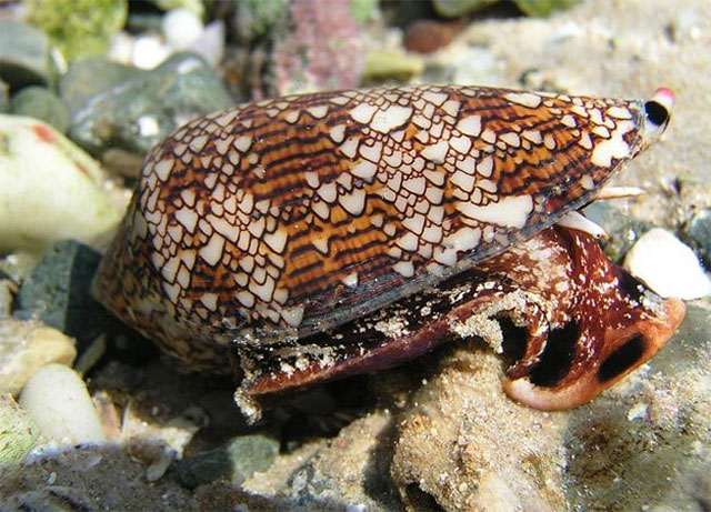 Ốc nón