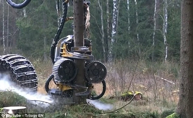 Cánh tay robot của cỗ máy bám chặt vào thân cây.