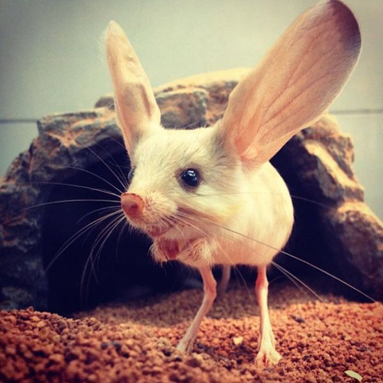 Một con chuột nhảy Jerboa