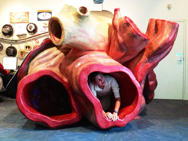 Cá voi có trái tim to khổng lồ