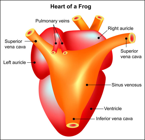 Tim ếch chỉ có ba ngăn