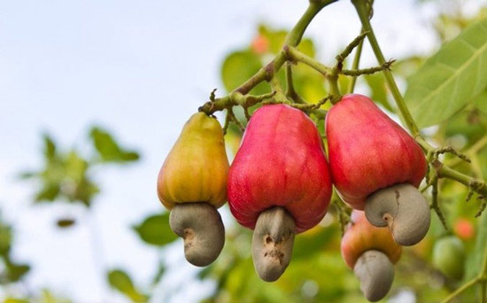 Quả điều có 2 phần là quả giả và quả thật