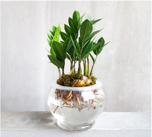 Cách chăm sóc cây kim tiền trồng thủy sinh