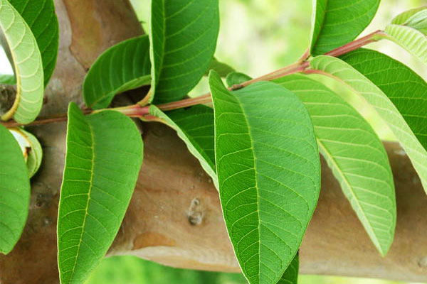 Cách trị hôi nách bằng lá ổi