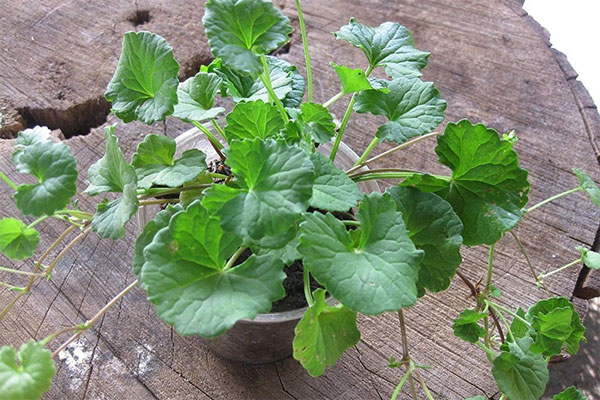 Trị hôi nách bằng rau má