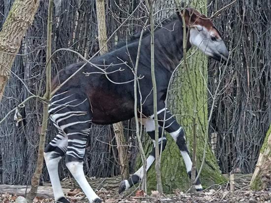 Okapi 
