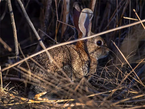Thỏ San Jose Brush