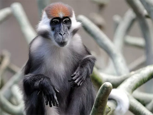 Khỉ Mangabey trán đỏ