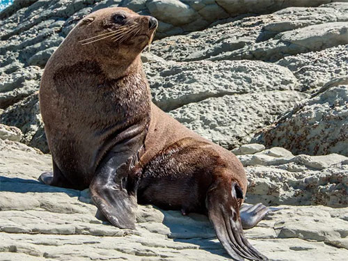 Sư tử biển New Zealand
