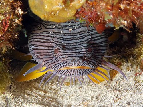 Cá cóc Splendid Toadfish