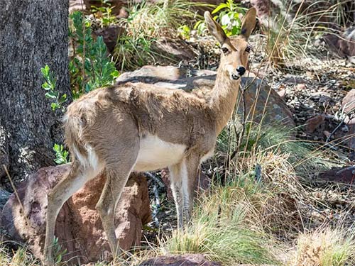 Linh dương miền núi 