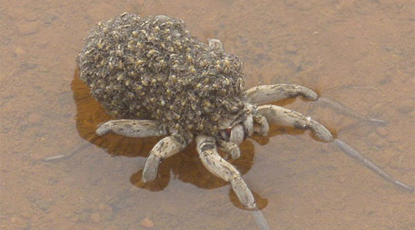 Nhện mẹ cõng hàng trăm nhện con trên lưng