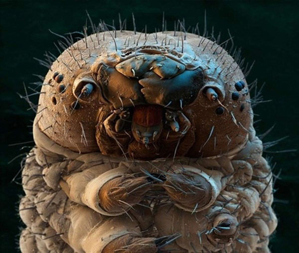 Dưới kính hiển vi, con sâu bướm trông giống như một con quái vật vậy