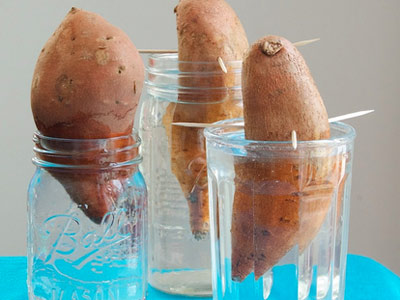 Đặt củ khoai lang vào cốc thủy tinh