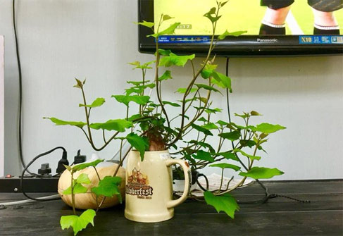 Trồng khoai lang để bàn làm việc