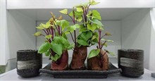 Cách trồng cây khoai lang tại nhà, vừa trang trí vừa có rau sạch ăn