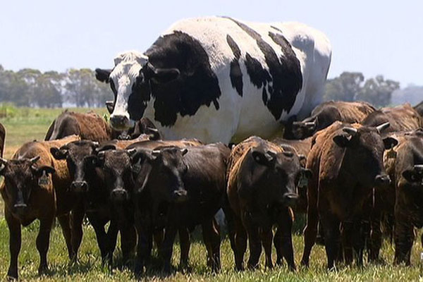 Chú bò khổng lồ cao gần 2m và nặng 1,4 tấn