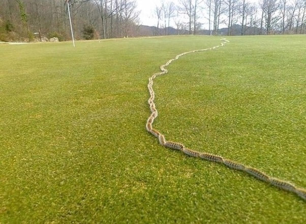 Những con sâu róm nối đuôi nhau thành 1 hàng dài di chuyển trên đường