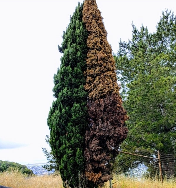 Một nửa cây vẫn còn sống và nửa kia thì đã chết