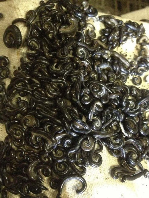 Cứ khi đông về, những con rết đen có nguồn gốc từ Bồ Đào Nha lại xâm chiếm miền Nam Australia