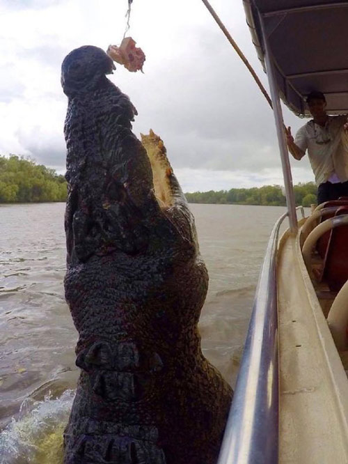 Cá sấu khổng lồ 