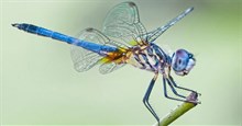 Những điều bạn chưa từng biết về chuồn chuồn